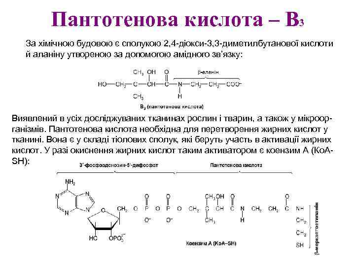 Пантотенова кислота – В 3 За хімічною будовою є сполукою 2, 4 -діокси-3, 3