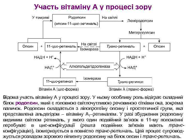 Участь вітаміну А у процесі зору Відома участь вітаміну А у процесі зору. У