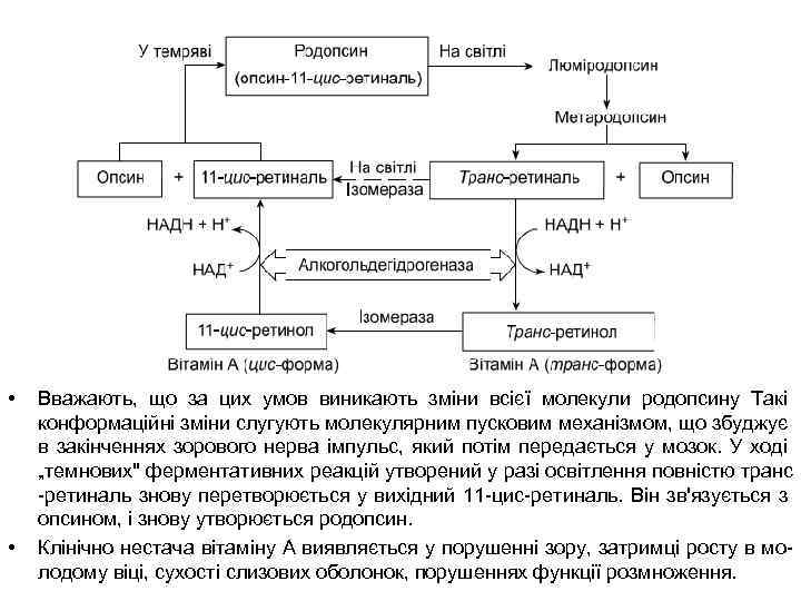  • • Вважають, що за цих умов виникають зміни всієї молекули родопсину Такі