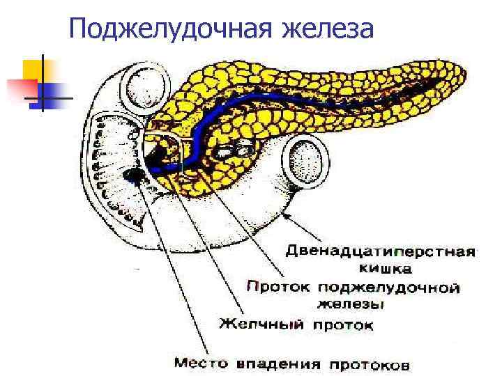 Поджелудочная железа 