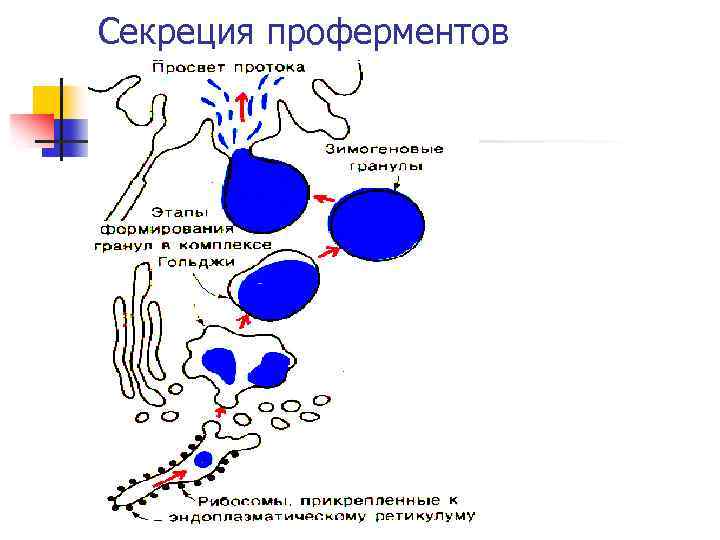 Секреция проферментов 