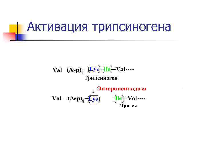 Активация трипсиногена 