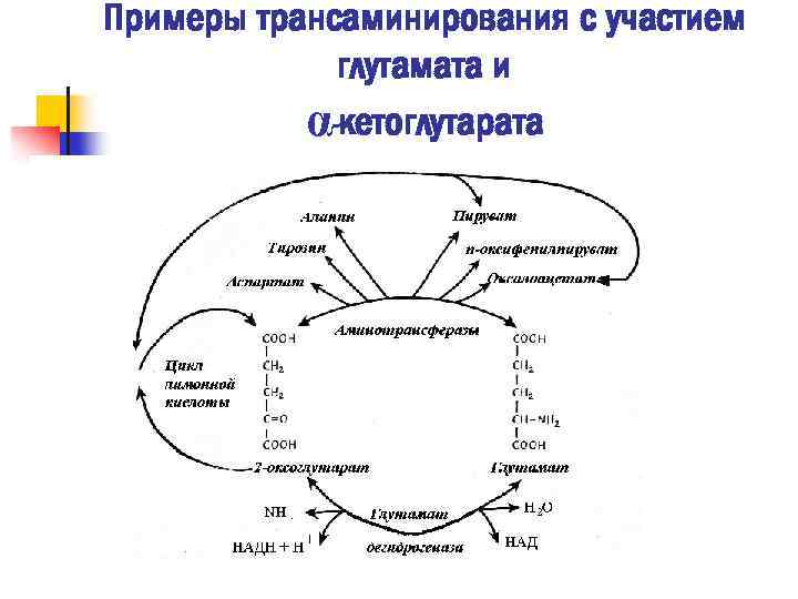 Примеры трансаминирования с участием глутамата и α-кетоглутарата 