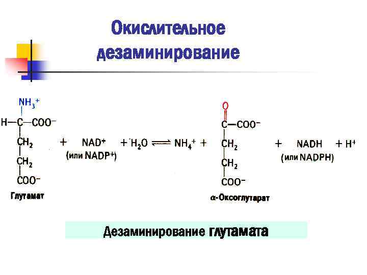 Окислительное дезаминирование глутаминовой кислоты