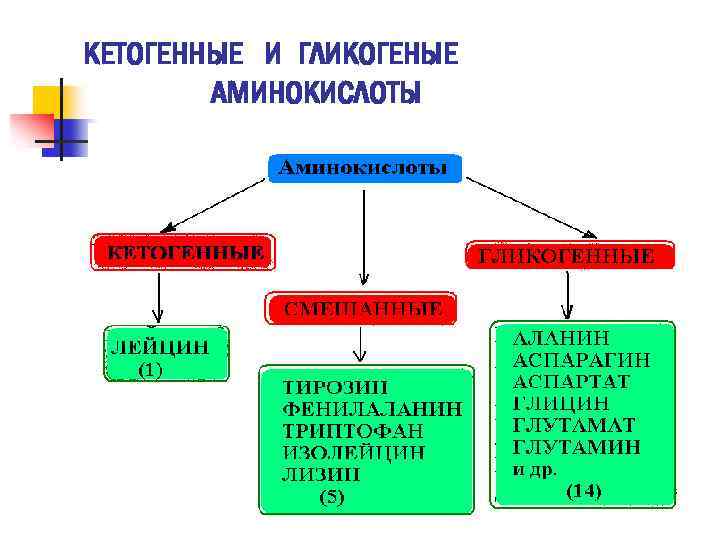 КЕТОГЕННЫЕ И ГЛИКОГЕНЫЕ АМИНОКИСЛОТЫ 