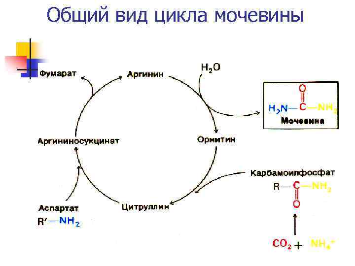 Общий вид цикла мочевины 