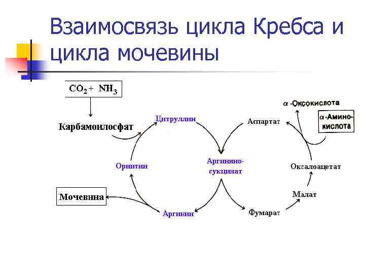 Взаимосвязь цикла Кребса и цикла мочевины 