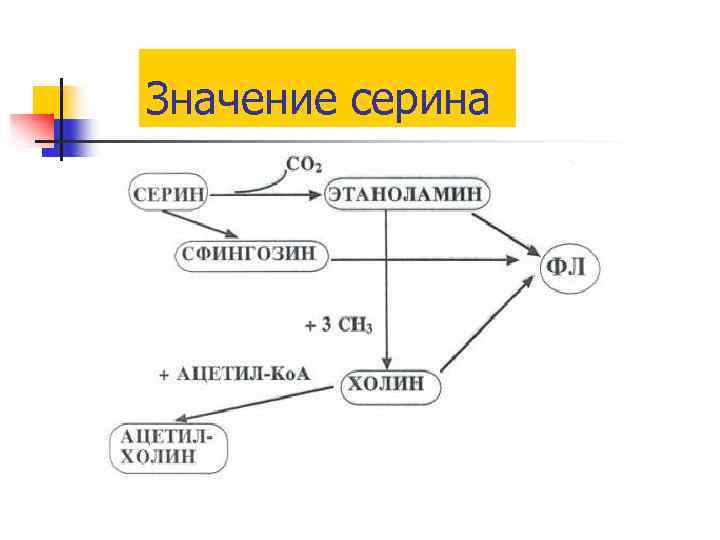 Значение серина 
