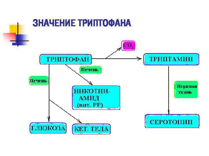 ЗНАЧЕНИЕ ТРИПТОФАНА 