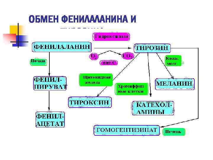 ОБМЕН ФЕНИЛАЛАНИНА И ТИРОЗИНА 