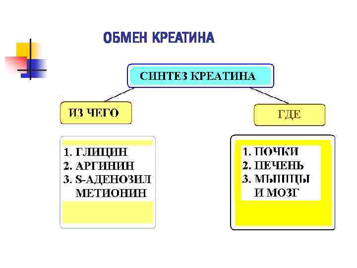 ОБМЕН КРЕАТИНА 