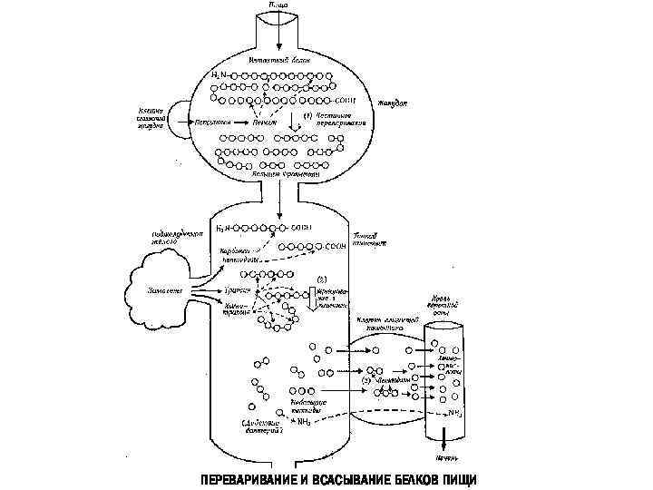 ПЕРЕВАРИВАНИЕ И ВСАСЫВАНИЕ БЕЛКОВ ПИЩИ 