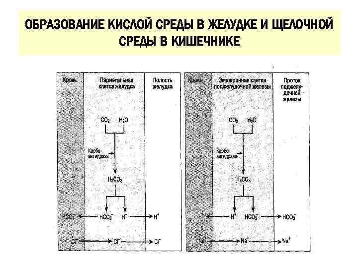 ОБРАЗОВАНИЕ КИСЛОЙ СРЕДЫ В ЖЕЛУДКЕ И ЩЕЛОЧНОЙ СРЕДЫ В КИШЕЧНИКЕ 