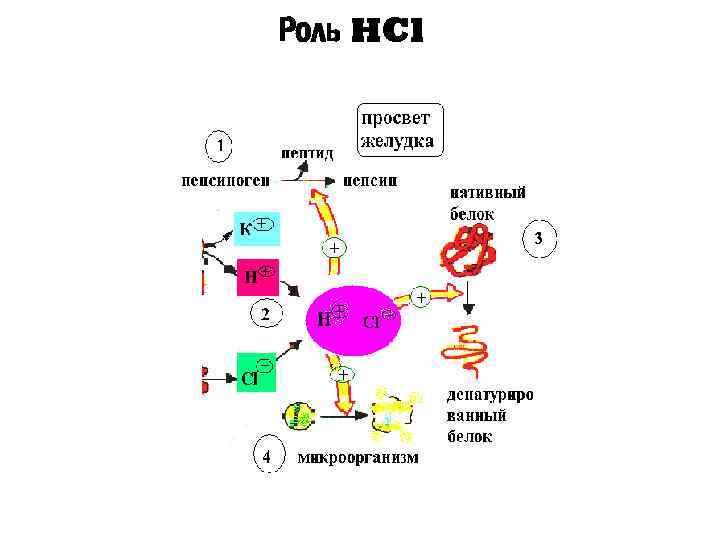 Роль HCl 