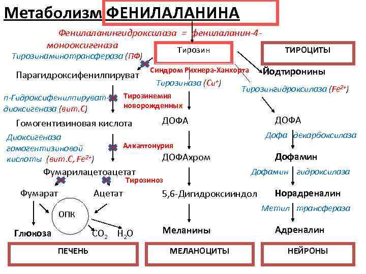 Ферменты фенилаланина