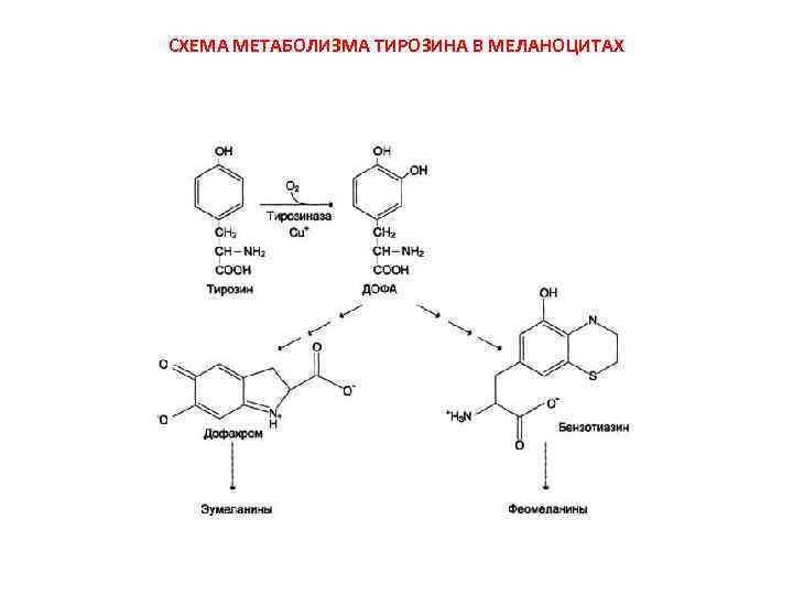 Схема метаболизма фенилаланина