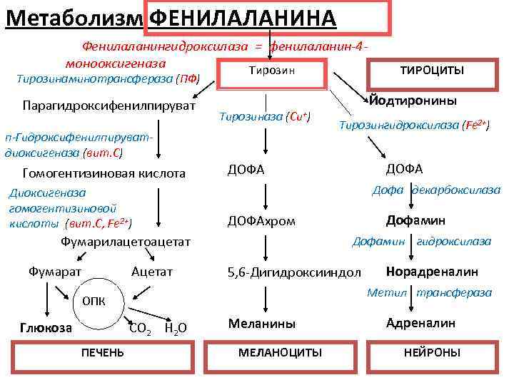 Схема метаболизма фенилаланина