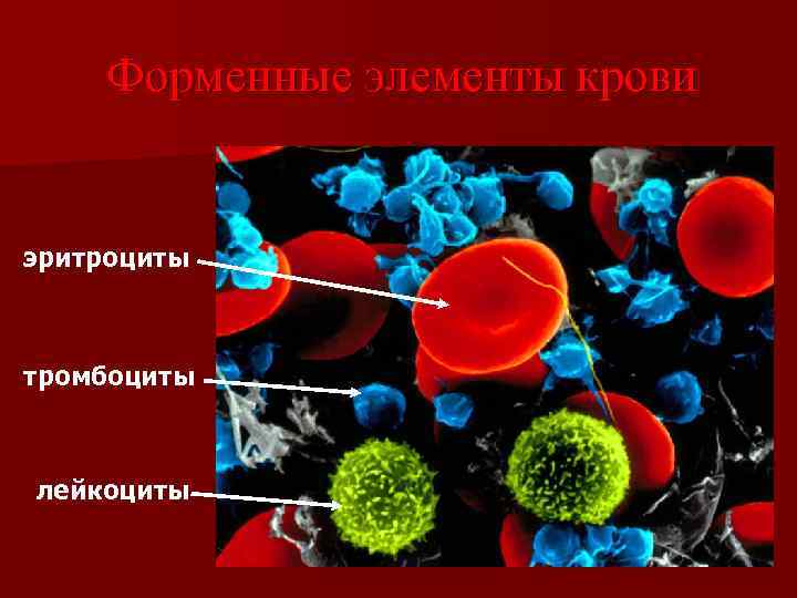 Форменные элементы крови эритроциты тромбоциты лейкоциты 