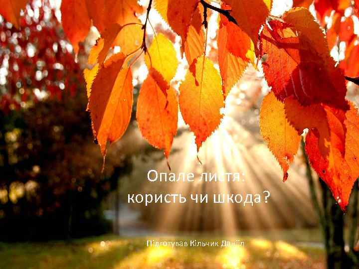Опале листя: користь чи шкода? Пiдготував Кiльчик Данiiл 
