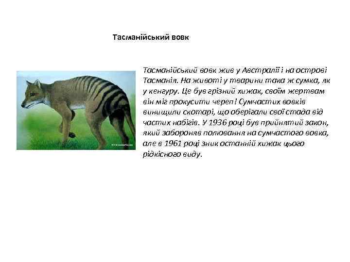 Тасманійський вовк жив у Австралії і на острові Тасманія. На животі у тварини така