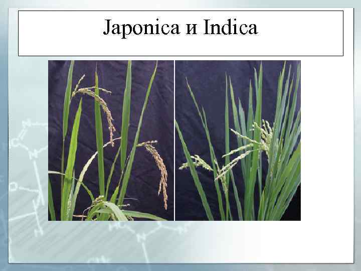 Japonica и Indica 