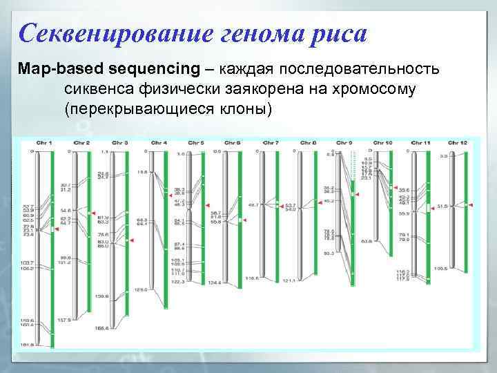 Секвенирование генома риса Map-based sequencing – каждая последовательность сиквенса физически заякорена на хромосому (перекрывающиеся