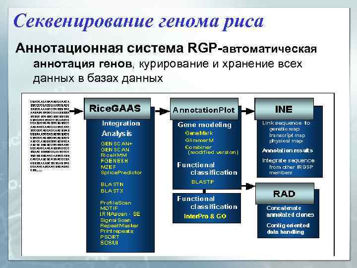 Секвенирование генома риса Аннотационная система RGP-автоматическая аннотация генов, курирование и хранение всех данных в