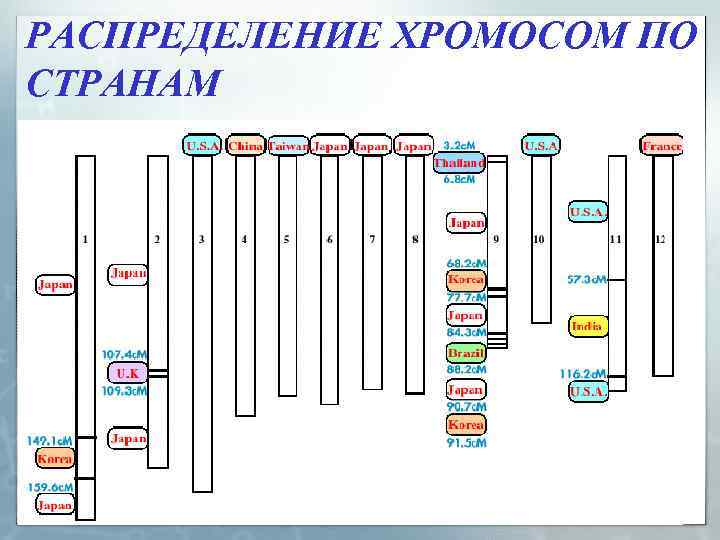 РАСПРЕДЕЛЕНИЕ ХРОМОСОМ ПО СТРАНАМ 