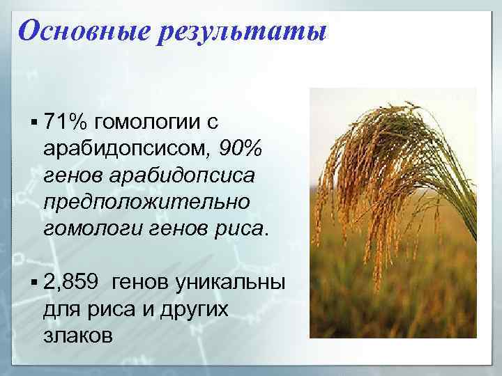 Основные результаты § 71% гомологии с арабидопсисом, 90% генов арабидопсиса предположительно гомологи генов риса.