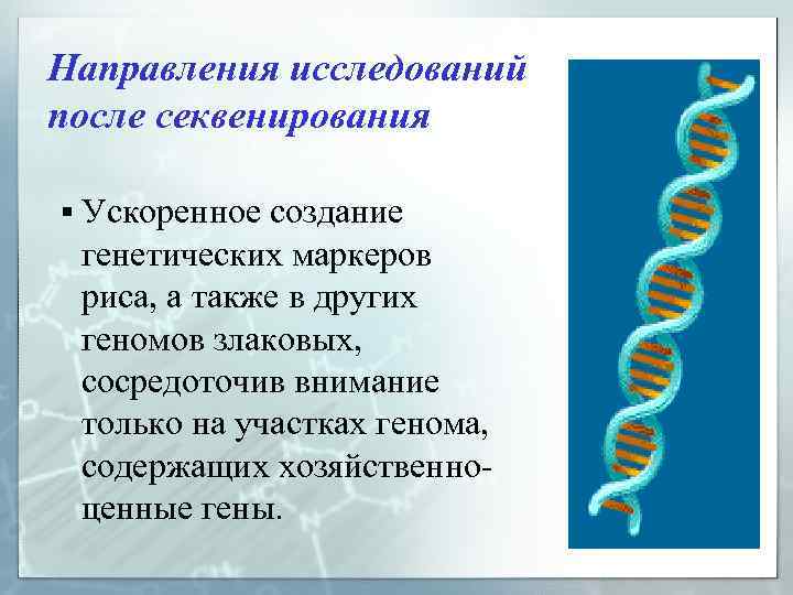 Направления исследований после секвенирования § Ускоренное создание генетических маркеров риса, а также в других