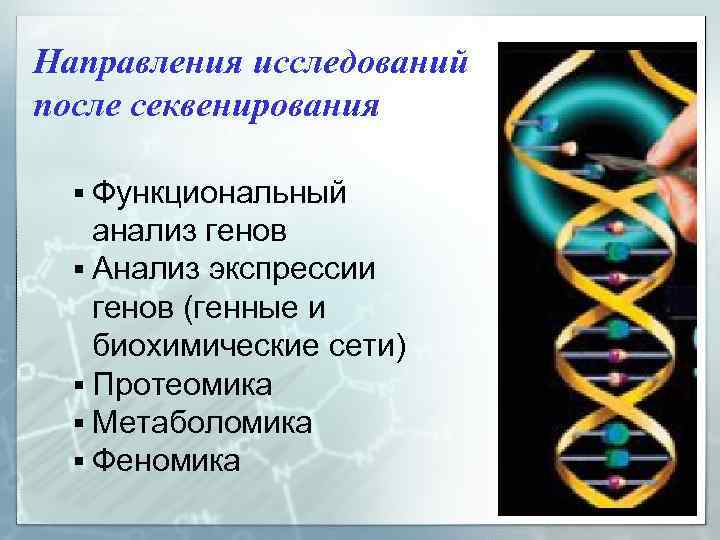 Направления исследований после секвенирования § Функциональный анализ генов § Анализ экспрессии генов (генные и