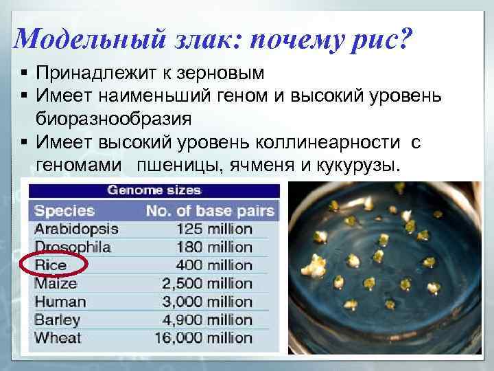 Модельный злак: почему рис? § Принадлежит к зерновым § Имеет наименьший геном и высокий