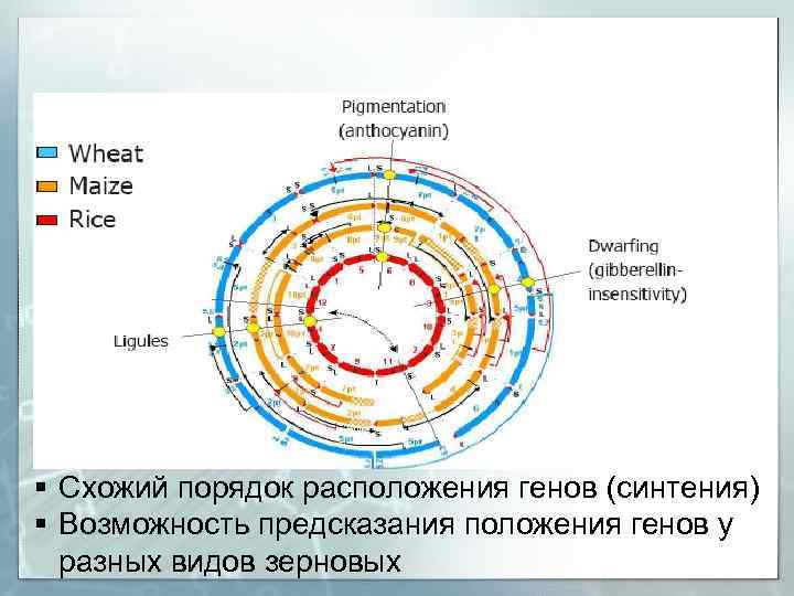 § Схожий порядок расположения генов (синтения) § Возможность предсказания положения генов у разных видов