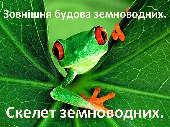 Зовнішня будова земноводних. Скелет земноводних. 