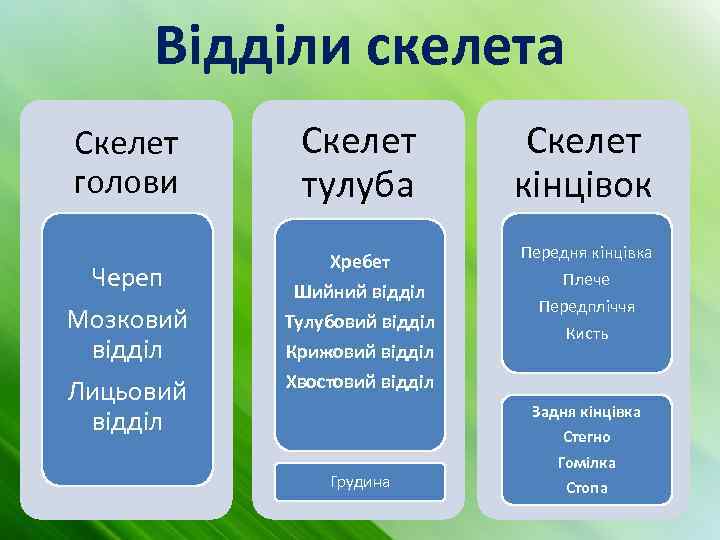 Відділи скелета Скелет голови Череп Мозковий відділ Лицьовий відділ Скелет тулуба Скелет кінцівок Хребет