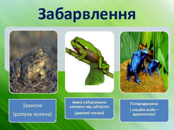 Забарвлення Захисне (ропуха зелена) Зміна забарвлення залежно від субстрата (деревні квакші) Попереджаюче ( отруйні