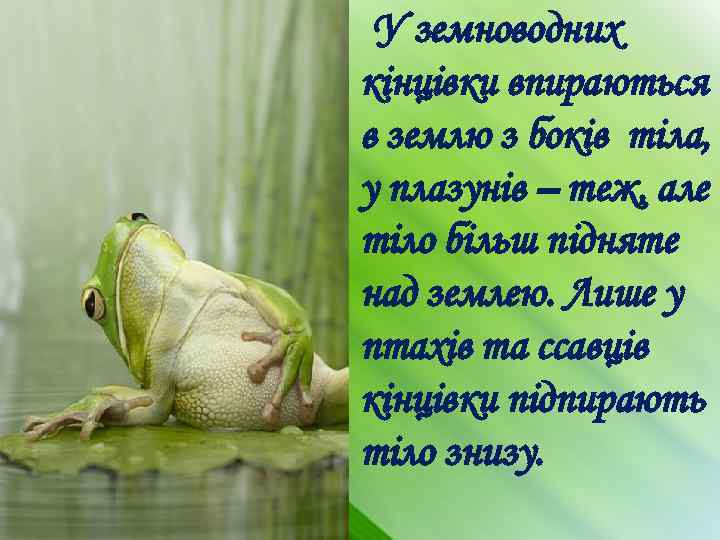 У земноводних кінцівки впираються в землю з боків тіла, у плазунів – теж, але