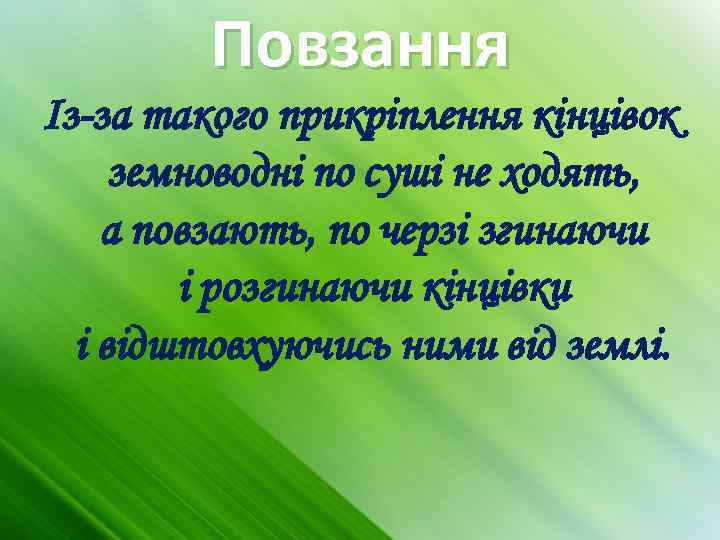 Повзання Із-за такого прикріплення кінцівок земноводні по суші не ходять, а повзають, по черзі