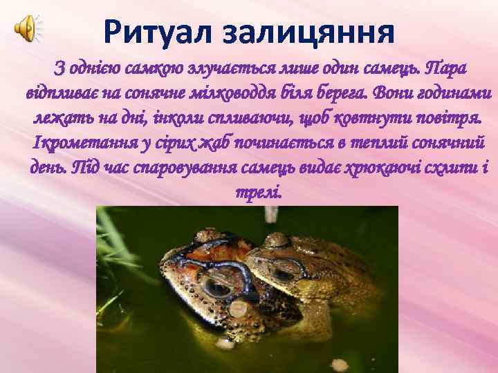 Ритуал залицяння З однією самкою злучається лише один самець. Пара відпливає на сонячне мілководдя