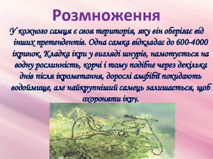 Розмноження У кожного самця є своя територія, яку він оберігає від інших претендентів. Одна