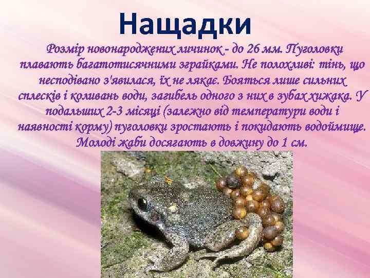 Нащадки Розмір новонароджених личинок - до 26 мм. Пуголовки плавають багатотисячними зграйками. Не полохливі: