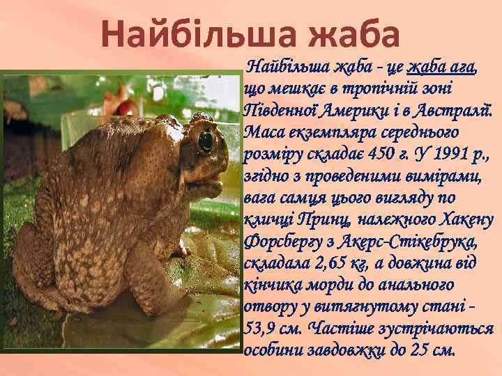 Найбільша жаба - це жаба ага, що мешкає в тропічній зоні Південної Америки і