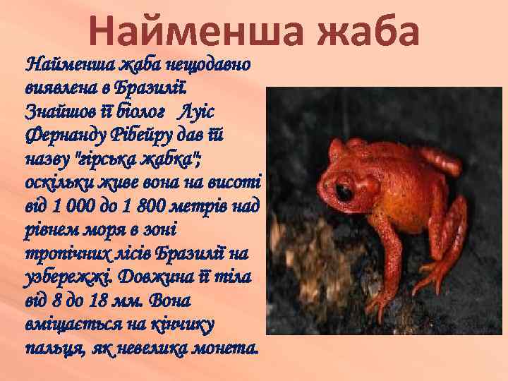 Найменша жаба нещодавно виявлена в Бразилії. Знайшов її біолог Луіс Фернанду Рібейру дав їй