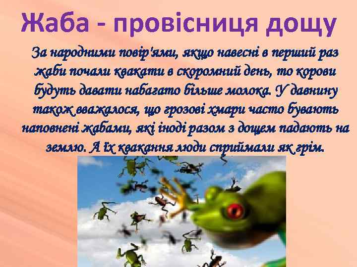 Жаба - провісниця дощу За народними повір'ями, якщо навесні в перший раз жаби почали