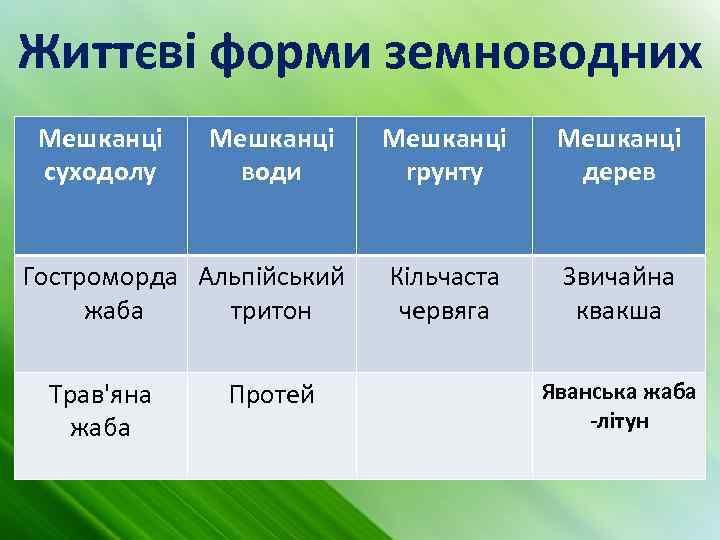 Життєві форми земноводних Мешканці суходолу Мешканці води Гостроморда Альпійський жаба тритон Трав'яна жаба Протей