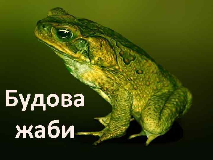 Будова жаби 