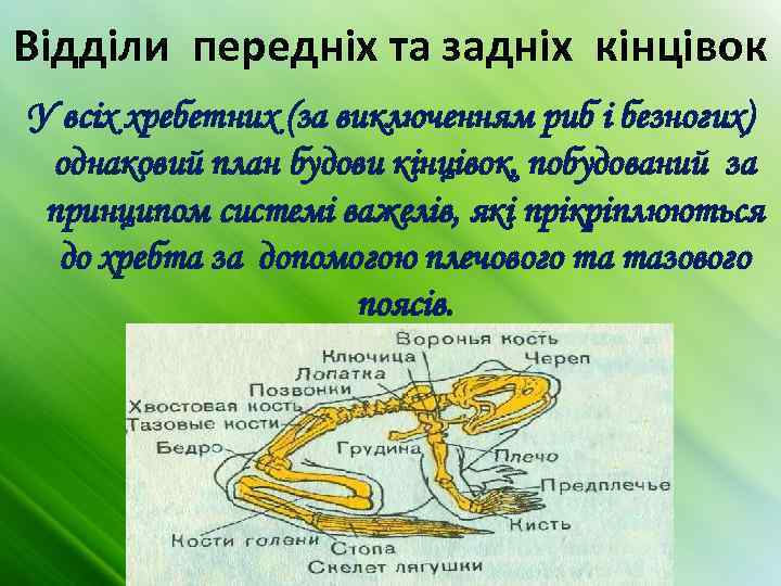 Відділи передніх та задніх кінцівок У всіх хребетних (за виключенням риб і безногих) однаковий