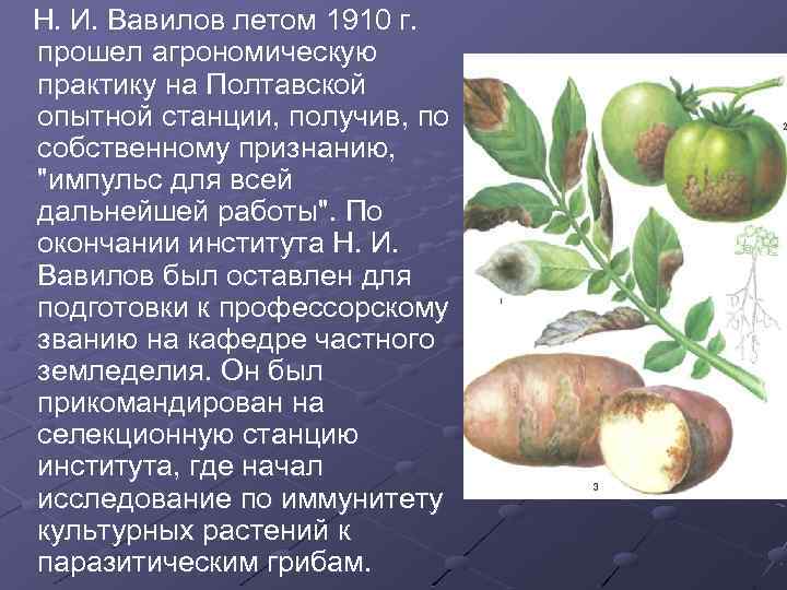  Н. И. Вавилов летом 1910 г. прошел агрономическую практику на Полтавской опытной станции,
