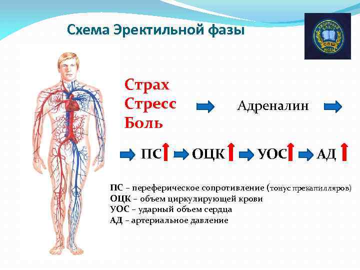 Схема Эректильной фазы Страх Стресс Боль ПС Адреналин ОЦК УОС АД ПС – переферическое