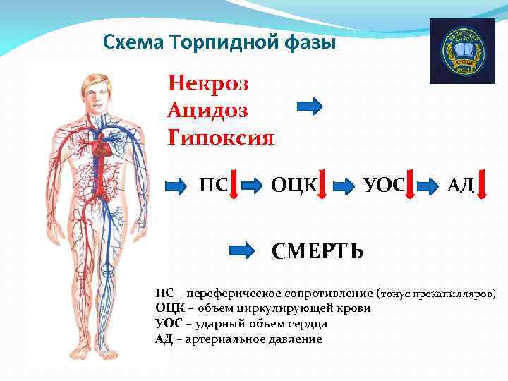 Схема Торпидной фазы Некроз Ацидоз Гипоксия ПС ОЦК УОС АД СМЕРТЬ ПС – переферическое